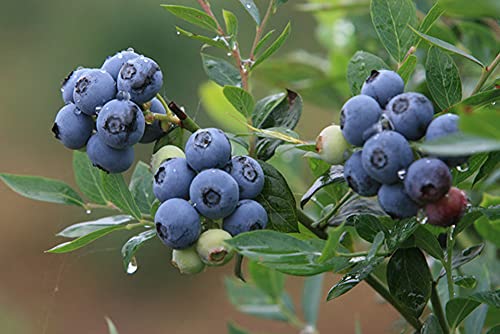 50+ Highbush Blueberry Pre-Stratified Seeds #TOP1