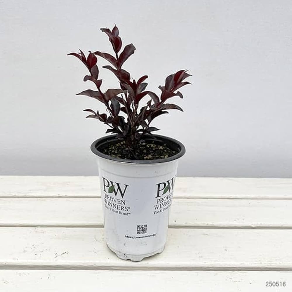 百日紅のテーブル Amazon.co.jp: サルスベリ（百日紅）：センターステージ レッド