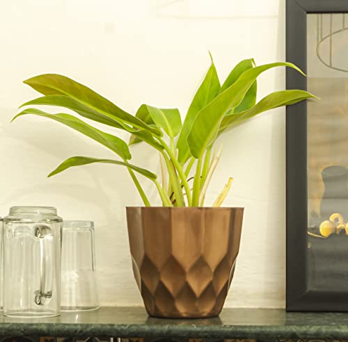 Kyari Vibrant Golden Brown Diamond Pattern Plastic Pot | Attractive Planter | Indoor Outdoor Decor | Home, Office, Balcony, Cafe, Bar, Hotel, Restaurant | Size: 10*15*15cm(LxBxH) | Plants Not Included Kyari Vibrant Golden Brown Diamond Pattern Plastic Pot | Attractive Planter | Indoor Outdoor Decor | Home, Office, Balcony, Cafe, Bar, Hotel, Restaurant | Size: 10*15*15cm(LxBxH) | Plants Not Included