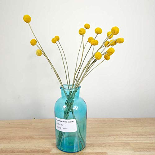 Color Life 30 Stems Natural Dried Flower - Craspedia/Billy Balls #TOP4