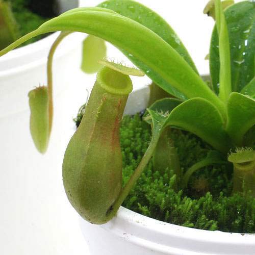 Amazon｜【charm】（食虫植物）ウツボカズラ ネペンテス ベントラータ