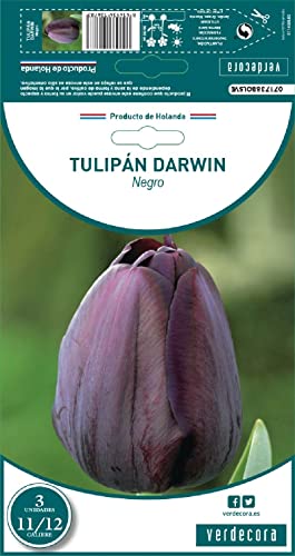 Verdecora Bulbo flor Tulipán Darwin natural | Bulbo de Invierno | 3 unidades (PORTES INCLUIDOS) (Negro)