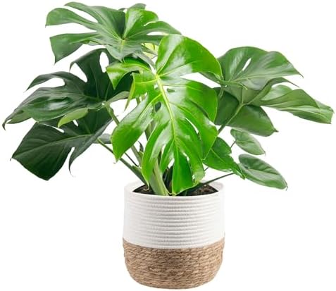 Costa Farms Monstera, Swiss Cheese Live Plant in Decorative Pot, ...