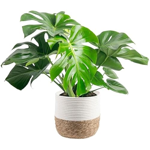 Costa Farms Monstera, Live Indoor Plant, Tropical Plant, Home Decor