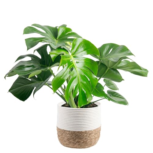 Costa Farms Monstera Plant, Easy to Grow Live Plant, Tropical