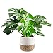 Costa Farms Swiss Cheese Monstera deliciosa, Indoor Plant in Seagrass Basket, 2 to 3-Feet Tall, White-Natural