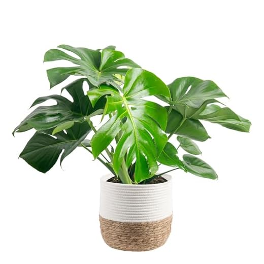 Costa Farms Live Monstera Plant