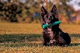 PlayDog Stick – Gummistab für Hunde aus Naturkautschuk | Apportierspielzeug & Robustes Kauspielzeug in Stockform | Zahnschonend, langlebig & sicher für Starke Kiefer, 25 × 3,2 cm