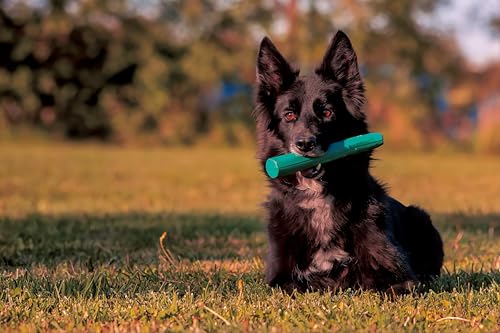PlayDog Stick – Gummistab für Hunde aus Naturkautschuk | Apportierspielzeug & Robustes Kauspielzeug in Stockform | Zahnschonend, langlebig & sicher für Starke Kiefer, 25 × 3,2 cm