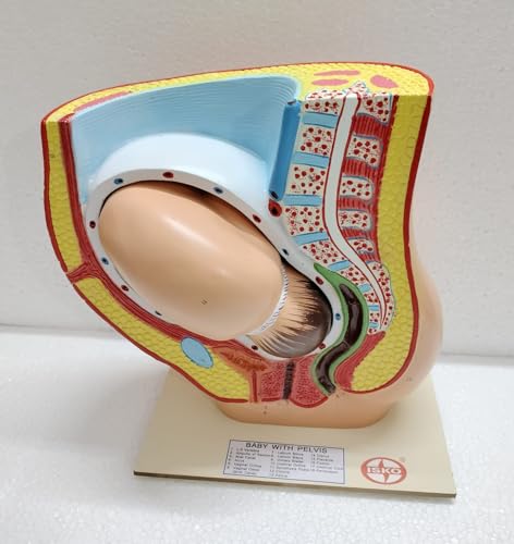 Image of ISKO Study Model Human Female Pelvis Section Pregnancy Anatomical Model Anatomy Model Pregnancy Pelvis Female Pelvis Model Fetus