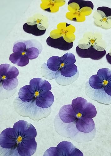 17 Piezas de Pensamientos Secos Prensados para Decoración miniatura 1