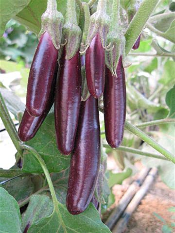 LHTL25pcs Aji Amarillo Pepper Seeds