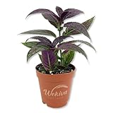 Persian Shield Plant - 3 Live Starter Plants - Strobilanthes Dyerianus - Colorful Striking Iridescent Purple Foliage Decorative Easy Care Tropical Houseplant