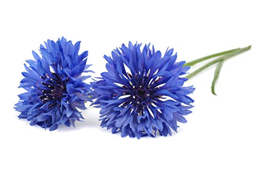Click & Grow Click and Grow - Smart Garden Refill 3-pack Cornflower