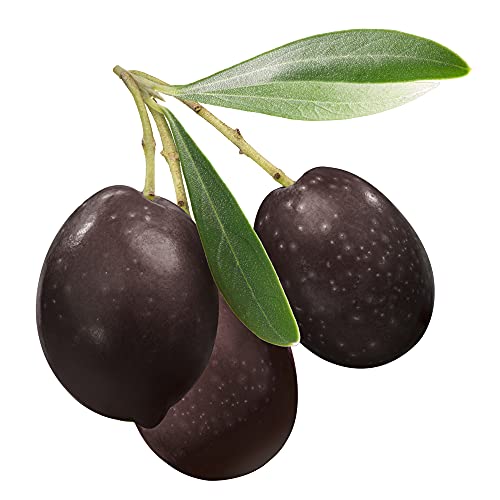 Olive Tree Seeds For Planting | 25 Seeds | Olea Europaea #TOP2