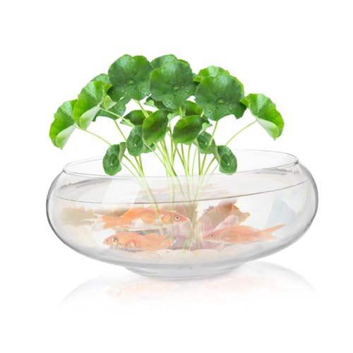 Vase en verre pour plantes vertes et décoration de table chaleureuse - 4