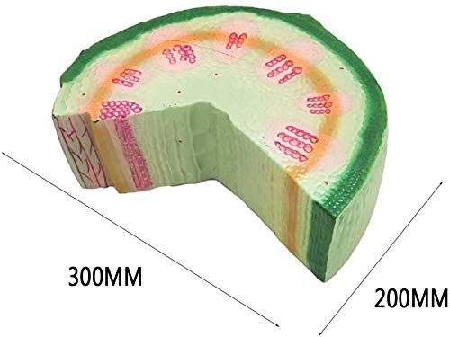Dicotyle Herb Plante modèle Anatomie Stalk Outil pédagogique Organique expérience Matériel médical éducatif, Dicotyledonred
