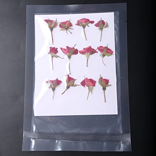 Flor Natural de Rosa Prensada con Tallo para Decoración miniatura 6