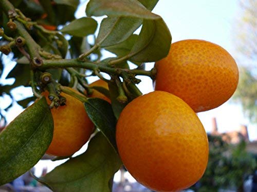 Creative Farmer Live Plant Orange Rare Tasty Israeli Kumquat Orange Tropical 1 Healthy Live Plant Plant (1 Healthy Live Plant) (B07NKBZS3X) Amazon Price History, Amazon Price Tracker