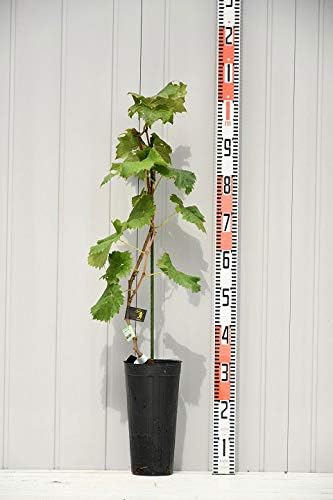 Amazon ぶどう 苗木 藤稔 ふじみのり 2年生 挿し木 大苗 自根苗 植木