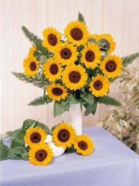 Helianthus Sunbright Supreme 1,000 Seeds