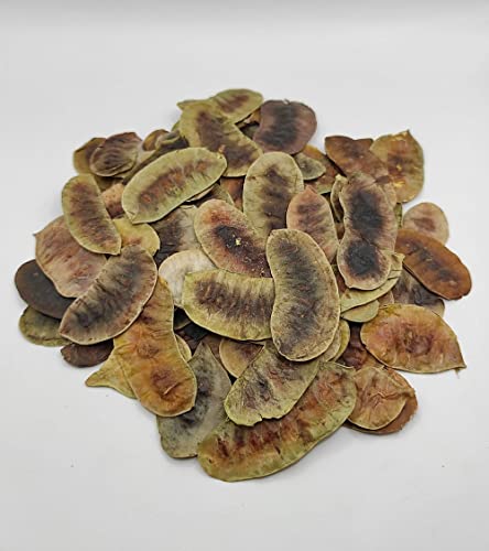 Getrocknete Senna Schoten Kräutertee 85g - 1,95 KG Prämie Qualität Senna Alexandrina (85 gramm) Cover