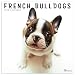 2020 French Bulldogs Wall Calendar