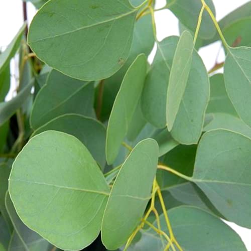 Silver Dollar Eucalyptus Live Plant In 2.5 Inch Pot Eucalyptus Tree Plant For Planting Growing #TOP4