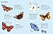 Butterflies to Spot (Usborne Mini Books): 1 (Usborne Minis)