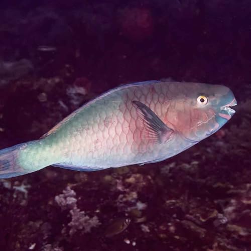 Facts: The Ember Parrotfish