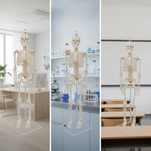 Milageto Medical Teaching Skeleton Human Model Figure Statue Display with Hanging Hook and PVC Suitable for Classroom Instruction Patient Education Display 85cm - 2