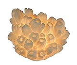 Things2Die4 White Faux Tube Coral Decorative Coastal Art Accent Lamp