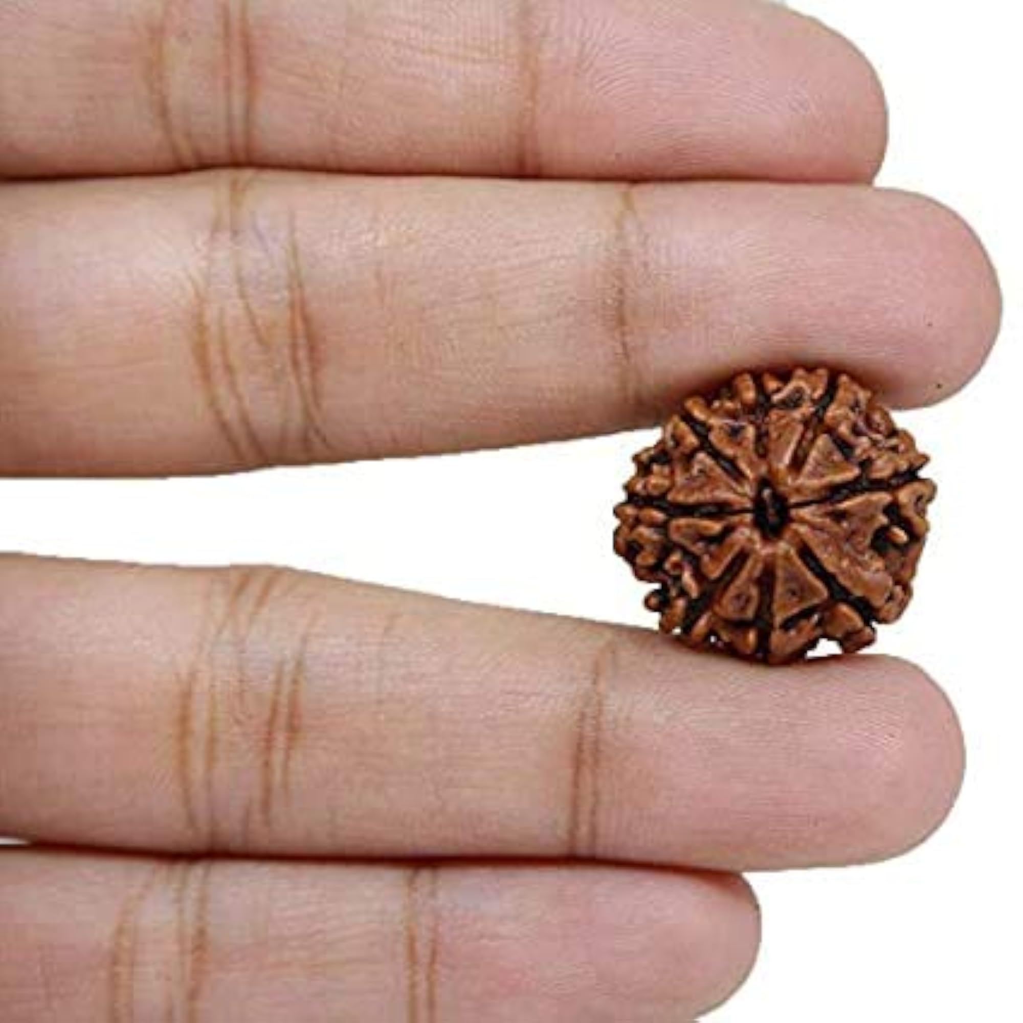7 Mukhi Rudraksha Original Certified Nepal Bead, Unisex
