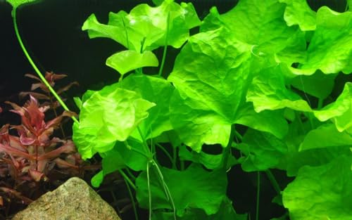 AquaOne Aquarium Pflanze Nymphoides hydrophylla 'Taiwan' I...