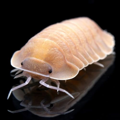 A New Isopod with Benedikt K&auml;stle