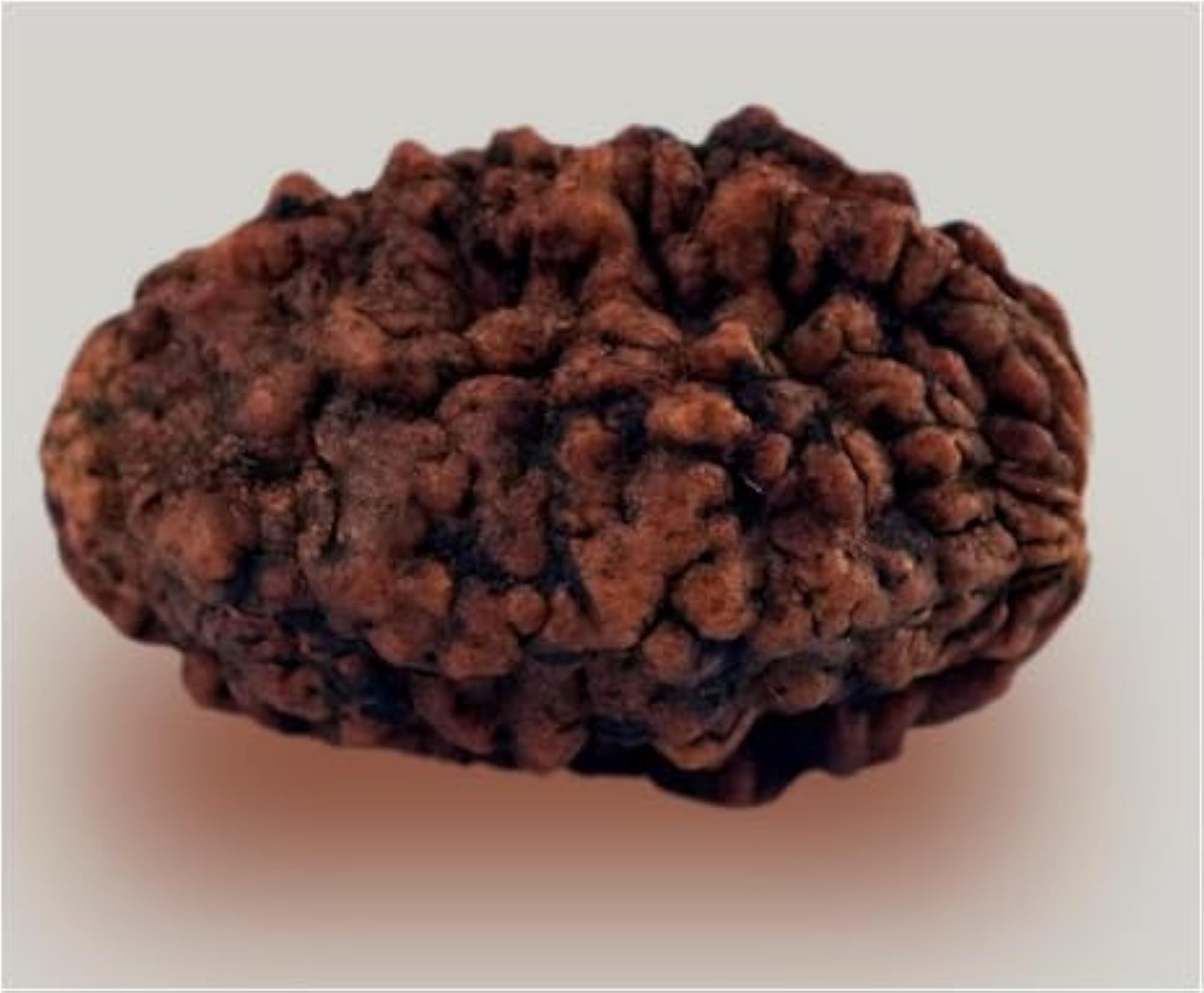 TRINETRA GEMS STONE Original Two Face Rudraksha