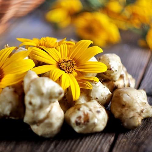 Semillas de alcachofa de Jerusalén, Helianthus tuberosus, jardín Comprar semillas de alcachofa de Jerusalén regalos prácticos Jardín de interior 30pcs
