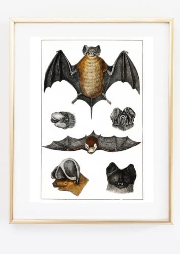 Din A4 Kunstdruck ohne Rahmen - Fledermaus - Fledermäuse - Studie Retro Schautafel Vintage - Druck Poster Bild