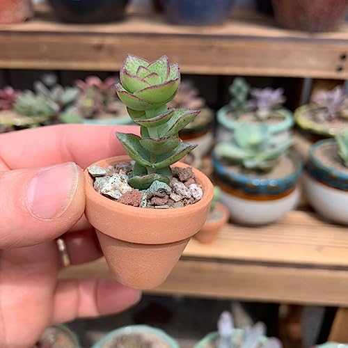 Yishang Mini Terracotta Pots with Drainage Holes - 1.2 inches Succulent Cactus Nursery Planter,Tiny Clay Nursery Pots for Indoor/Outdoor Mini Plant, DIY Crafts, Wedding Favors(100 Pack)