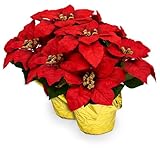 Creative Displays Large Premier Silk Poinsettia Plant Christmas Decorations, Amazingly Lifelike & Realistic, 17' x 15' (2 Pack)