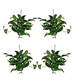 Efeutute | 4er-Set | Epipremnum aureum | ca. 30-35 cm | ø 12-15 cm Topf | Pflegeleichte Zimmerpflanzen für Wohnung und Büro | Qualität vom Pflanzen Profi | Ideale Raumbegrünung