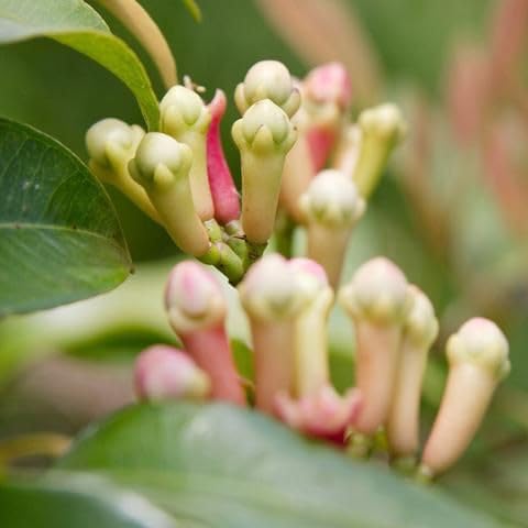S Sikder Nursery Clove Lobongo | Indoor Plants for Living Room | Small Plants for Home Decor | Air purifying Indoor Plant (B0D4YP64CK) Amazon Price History, Amazon Price Tracker