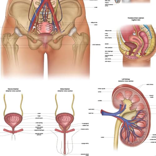 Image of Anatomy Lab Human Urinary System Anatomy Poster, LAMINATED, Anatomy and Physiology, 17.3 x 22.5 Inches, Body System Diagram, Anatomical Chart for Education Learning and Students