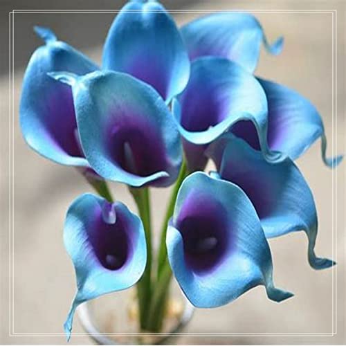 Bulbi Di Calle, Calle Ha Un Odore Forte E Dolce Giglio, I Calle Sono Adatti Per La Coltivazione, Dei Giardinieri Alle Prime Armi Calle Sembra Nobile Ed Elegante -8bulbs-C