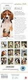 Zoom IMG-1 beagle calendario 2026 long Zoom IMG-1 beagle calendario 2026 long