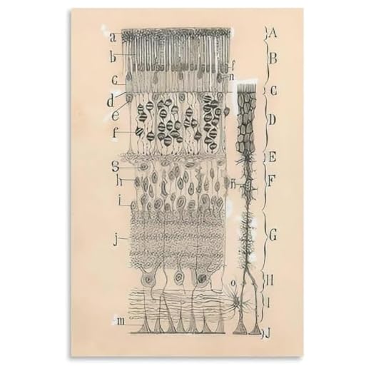QSDTGHUIKP Santiago Ramon Y Cajal Neuron Zeichnung Poster und Drucke Gehirn Neuron Malerei Santiago Ramon Y Cajal Leinwand Wandkunst Wohnkultur 50x70cm ungerahmt