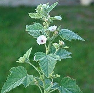 Miniatura 1 de Semillas Marshmallow Althaea officinalis Paquete de 30 Semillas