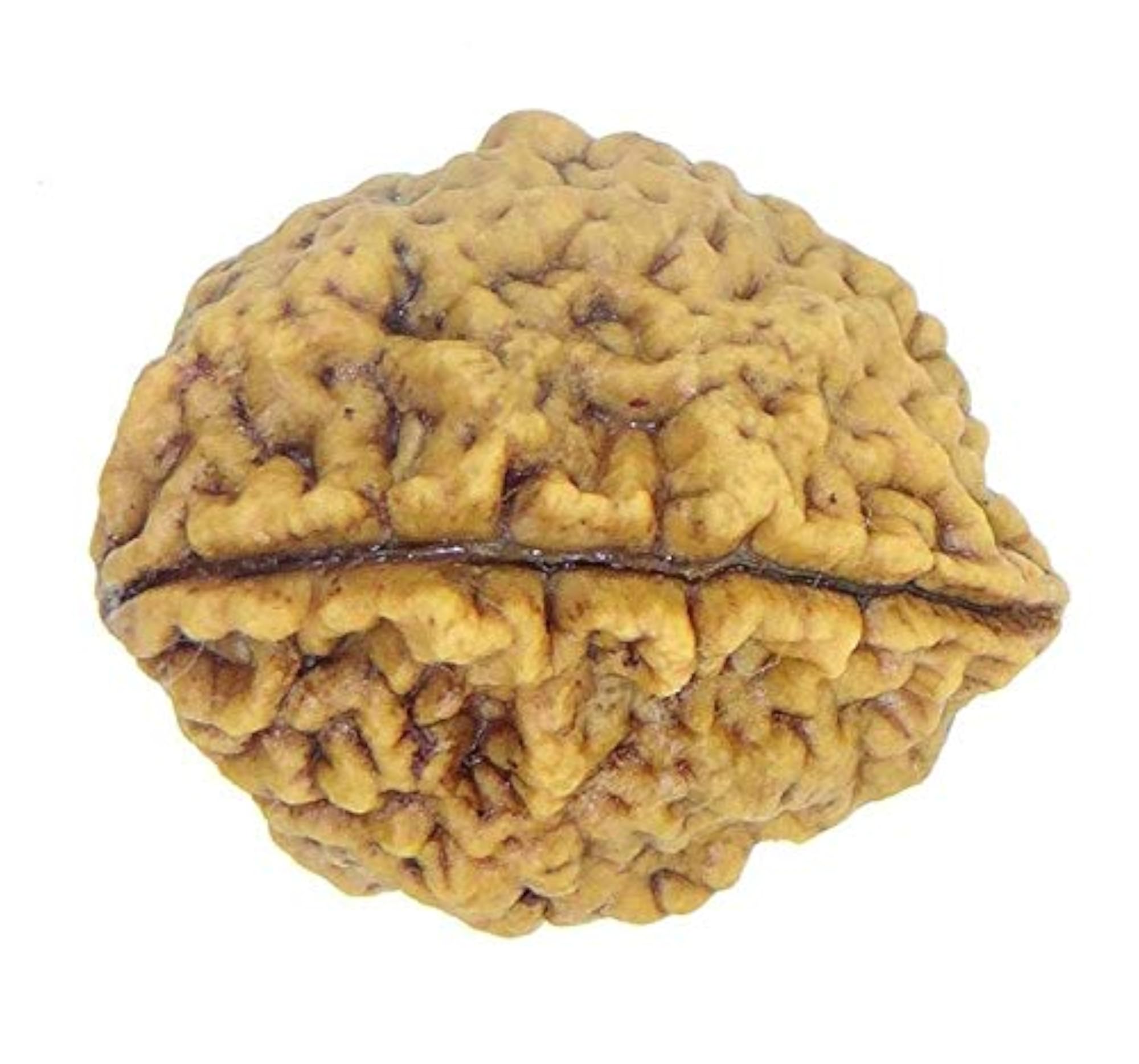 2 Mukhi Nepal Rudraksha, Auspicious Lab Certified Bead