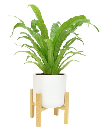 Costa Farms Bird's Nest Fern Live Indoor Plant, 1 Pack, White Mid-Century Modern Planter