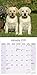 2025 2026 Labrador Yellow Calendar - Dog Breed Monthly Wall Calendar - 12